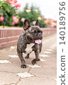 French bulldog for a walk 140189756