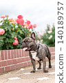 French bulldog for a walk 140189757