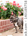 French bulldog for a walk 140189758
