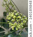 香港木棉花 140189848
