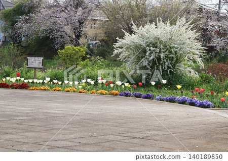 The sight of tulips, pansies, spirea, and cherry blossoms blooming in the spring park. The sight of tulips, pansies, spirea, and cherry blossoms blooming in the spring park. 140189850