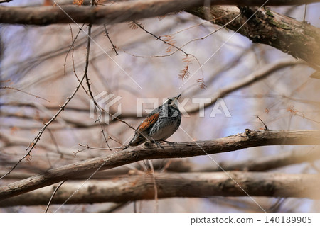 A thrush perched on a branch covered with fallen leaves. A thrush perched on a branch covered with fallen leaves. 140189905