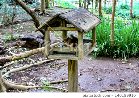 【東京】吉祥寺的夏天:井之頭公園動物園的日本松鼠 【東京】吉祥寺的夏天:井之頭公園動物園的日本松鼠 140189910