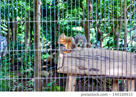 [Tokyo] Summer in Kichijoji: Japanese squirrels at Inokashira Park Zoo 140189915