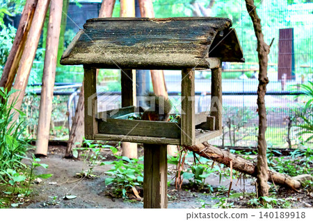 [Tokyo] Summer in Kichijoji: Japanese squirrels at Inokashira Park Zoo 140189918