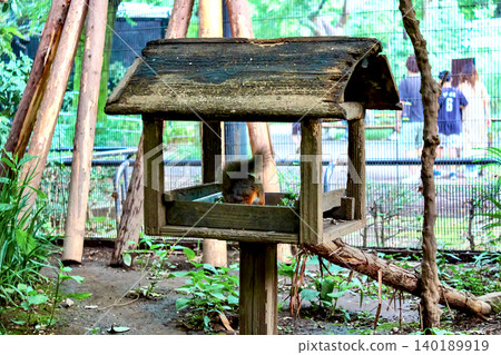 [Tokyo] Summer in Kichijoji: Japanese squirrels at Inokashira Park Zoo 140189919