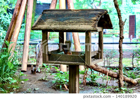 [Tokyo] Summer in Kichijoji: Japanese squirrels at Inokashira Park Zoo 140189920
