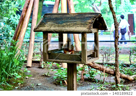 [Tokyo] Summer in Kichijoji: Japanese squirrels at Inokashira Park Zoo 140189922