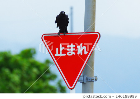 停車標誌和烏鴉 停車標誌和烏鴉 140189989