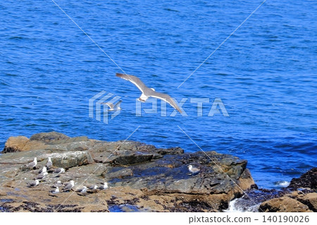 初夏清爽的海水和飛翔的野鳥 | 在港口城市八戶的甲斐島神社附近看到的一群黑尾鷗。 初夏清爽的海水和飛翔的野鳥 | 在港口城市八戶的甲斐島神社附近看到的一群黑尾鷗。 140190026