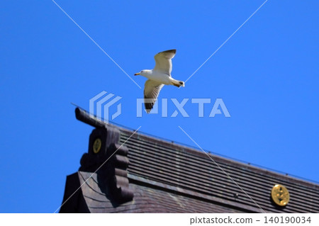 初夏清爽的海水和飛翔的野鳥 | 在港口城市八戶的甲斐島神社附近看到的一群黑尾鷗。 140190034
