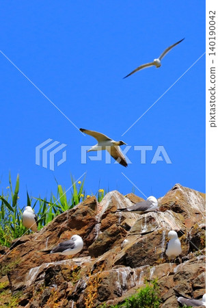 初夏清爽的海水和飛翔的野鳥 | 在港口城市八戶的甲斐島神社附近看到的一群黑尾鷗。 初夏清爽的海水和飛翔的野鳥 | 在港口城市八戶的甲斐島神社附近看到的一群黑尾鷗。 140190042