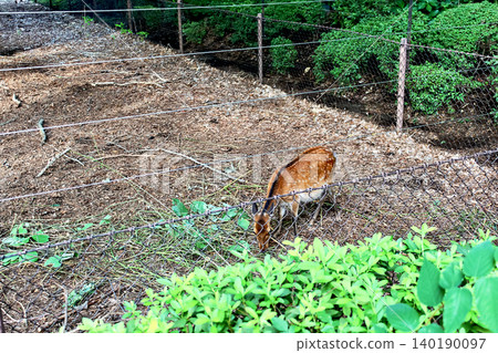 [Tokyo] Summer in Kichijoji: Sika deer at Inokashira Park Zoo 140190097