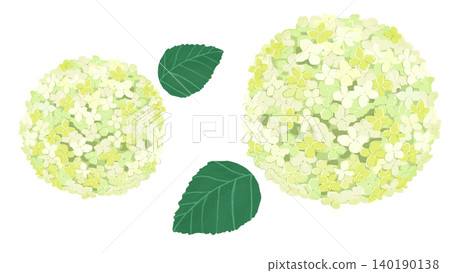 Illustration material of white hydrangea flowers and leaves Illustration material of white hydrangea flowers and leaves 140190138