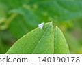 Enoki cotton aphid ② 140190178