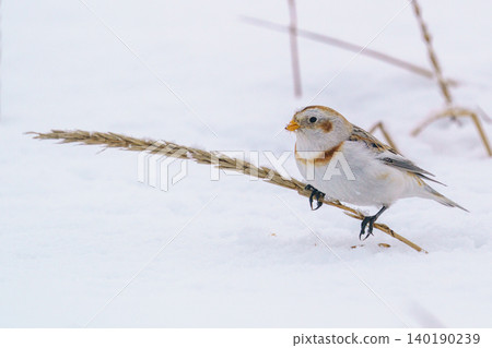 Snow Bunting: A winter bird of Hokkaido Snow Bunting: A winter bird of Hokkaido 140190239