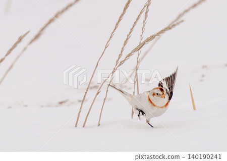 Snow Bunting: A winter bird of Hokkaido Snow Bunting: A winter bird of Hokkaido 140190241