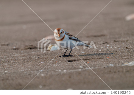 Snow Bunting: A winter bird of Hokkaido Snow Bunting: A winter bird of Hokkaido 140190245