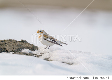 Snow Bunting: A winter bird of Hokkaido Snow Bunting: A winter bird of Hokkaido 140190251