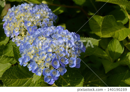 Pale blue hydrangeas have started to bloom in the garden. Pale blue hydrangeas have started to bloom in the garden. 140190289