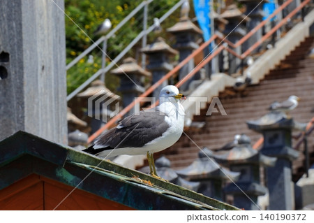 A scene of black-tailed gulls living around Kabushima Shrine in the port town of Hachinohe | Their yellow beaks and white feathers stand out against the blue sky. A scene of black-tailed gulls living around Kabushima Shrine in the port town of Hachinohe | Their yellow beaks and white feathers stand out against the blue sky. 140190372