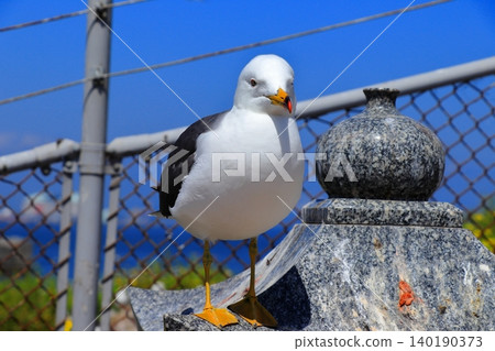 A scene of black-tailed gulls living around Kabushima Shrine in the port town of Hachinohe | Their yellow beaks and white feathers stand out against the blue sky. A scene of black-tailed gulls living around Kabushima Shrine in the port town of Hachinohe | Their yellow beaks and white feathers stand out against the blue sky. 140190373