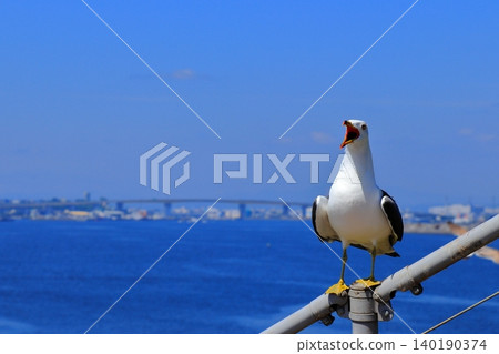 A scene of black-tailed gulls living around Kabushima Shrine in the port town of Hachinohe | Their yellow beaks and white feathers stand out against the blue sky. A scene of black-tailed gulls living around Kabushima Shrine in the port town of Hachinohe | Their yellow beaks and white feathers stand out against the blue sky. 140190374