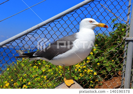 A scene of black-tailed gulls living around Kabushima Shrine in the port town of Hachinohe | Their yellow beaks and white feathers stand out against the blue sky. A scene of black-tailed gulls living around Kabushima Shrine in the port town of Hachinohe | Their yellow beaks and white feathers stand out against the blue sky. 140190378