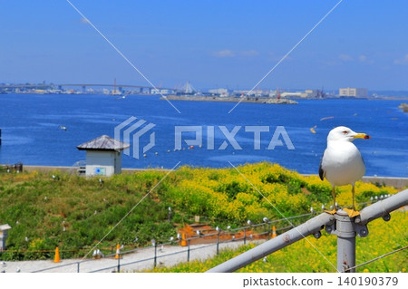 A scene of black-tailed gulls living around Kabushima Shrine in the port town of Hachinohe | Their yellow beaks and white feathers stand out against the blue sky. A scene of black-tailed gulls living around Kabushima Shrine in the port town of Hachinohe | Their yellow beaks and white feathers stand out against the blue sky. 140190379