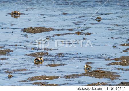 A crab peeking out from the mudflats A crab peeking out from the mudflats 140190541