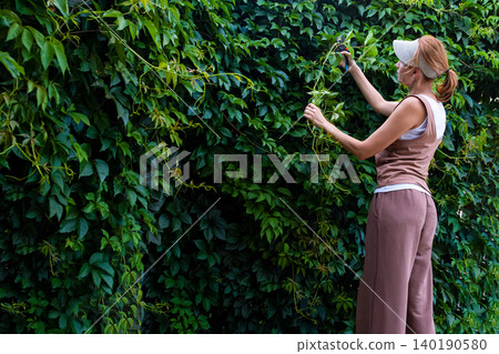 A middle-aged woman is pruning a lush vertical green wall of Parthenocissus (Virginia creeper) using hand secateurs. The scene takes place outdoors in summer, with soft natural light and generous copy 140190580