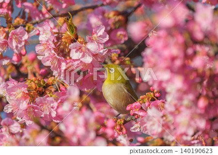 A Japanese white-eye perched on a Kawazu cherry blossom tree; a cherry blossom white-eye that makes you feel spring. A Japanese white-eye perched on a Kawazu cherry blossom tree; a cherry blossom white-eye that makes you feel spring. 140190623