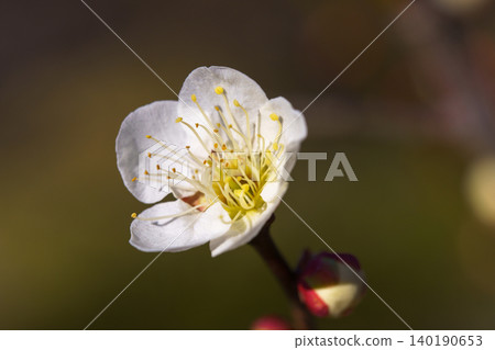 White plum blossoms herald the arrival of spring White plum blossoms herald the arrival of spring 140190653