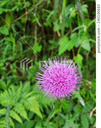 Allium flowers that adorn the garden in early summer: A close-up of the plant. Allium flowers that adorn the garden in early summer: A close-up of the plant. 140190683