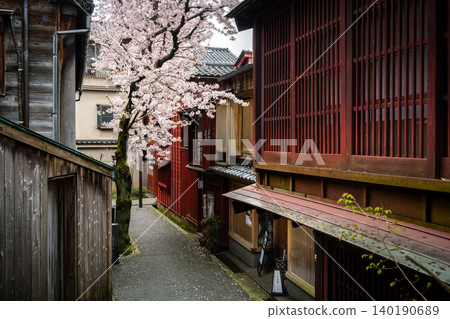 A charming alley leading to "Kuragari-zaka" in Kanazawa's Kazue-machi Chaya District, and cherry blossoms in full bloom. A charming alley leading to "Kuragari-zaka" in Kanazawa's Kazue-machi Chaya District, and cherry blossoms in full bloom. 140190689