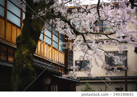 A charming alley leading to "Kuragari-zaka" in Kanazawa's Kazue-machi Chaya District, and cherry blossoms in full bloom. A charming alley leading to "Kuragari-zaka" in Kanazawa's Kazue-machi Chaya District, and cherry blossoms in full bloom. 140190691