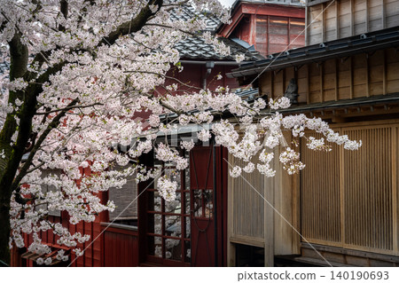 A charming alley leading to "Kuragari-zaka" in Kanazawa's Kazue-machi Chaya District, and cherry blossoms in full bloom. A charming alley leading to "Kuragari-zaka" in Kanazawa's Kazue-machi Chaya District, and cherry blossoms in full bloom. 140190693