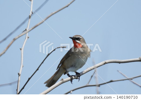 A male Siberian Rubythroat with a beautiful, vibrant red throat. A male Siberian Rubythroat with a beautiful, vibrant red throat. 140190710