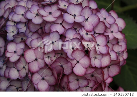 Hydrangea Hydrangea 140190718