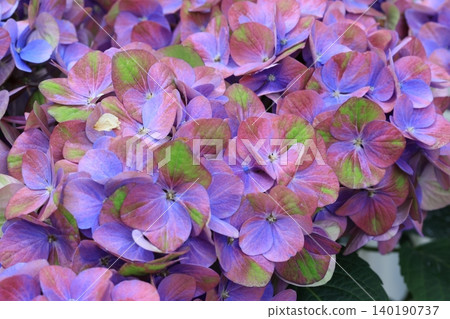 Hydrangea Hydrangea 140190737