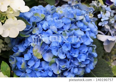 Hydrangea Hydrangea 140190757
