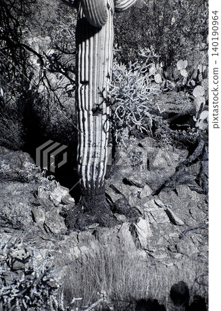 High Contrast Old Saguaro Cactus Sonora desert Arizona in Black and White High Contrast Old Saguaro Cactus Sonora desert Arizona in Black and White 140190964