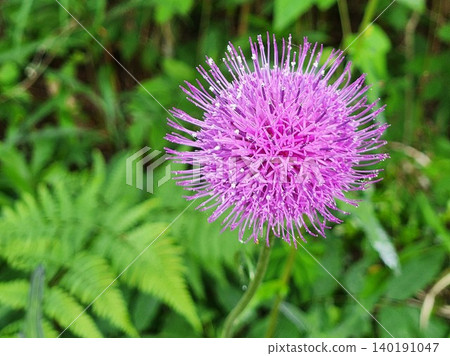 Allium flowers that adorn the garden in early summer: A close-up of the plant. Allium flowers that adorn the garden in early summer: A close-up of the plant. 140191047