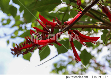 American coral tree, which blooms with vibrant red flowers. American coral tree, which blooms with vibrant red flowers. 140191116