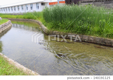 一群日本鯉魚在花園池塘水面上游動。 一群日本鯉魚在花園池塘水面上游動。 140191125