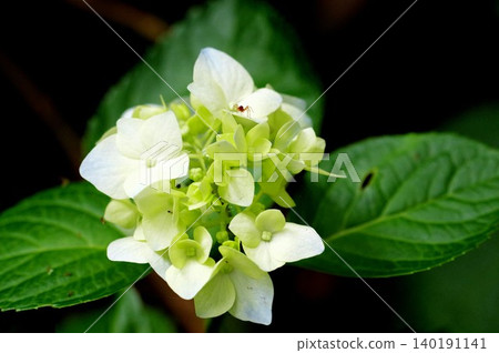 拍攝與白色開花的八仙花屬開花裝飾花特寫鏡頭 140191141