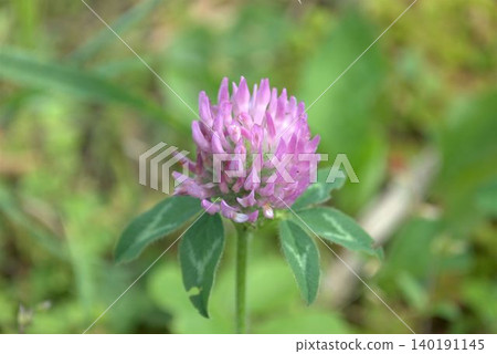 The purple clover flowers have begun to bloom. 140191145