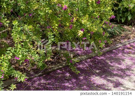 Polygala myrtifolia or myrtle leaf milkwort petals covering garden path Polygala myrtifolia or myrtle leaf milkwort petals covering garden path 140191154