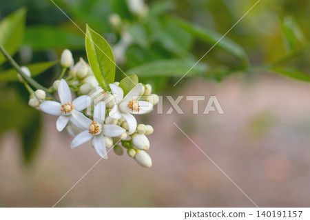Orange tree blossom branch with flowers and buds over orchard background Orange tree blossom branch with flowers and buds over orchard background 140191157