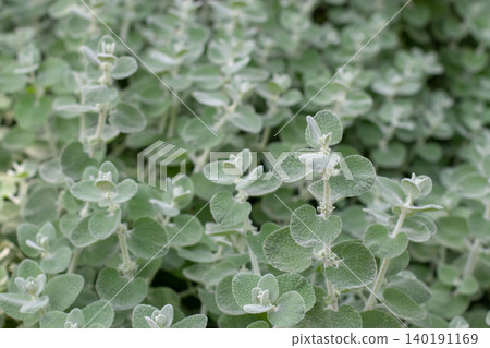 Pseudodictamnus mediterraneus false dittany shrub in Mediterranean garden Pseudodictamnus mediterraneus false dittany shrub in Mediterranean garden 140191169